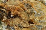 Colorful Petrified Wood (Araucaria) Slab - Madagascar #139773-1